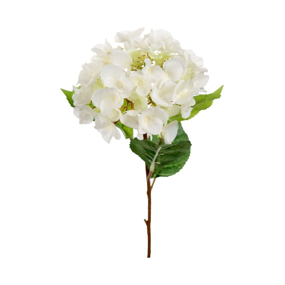 Mr Plant Hortensia