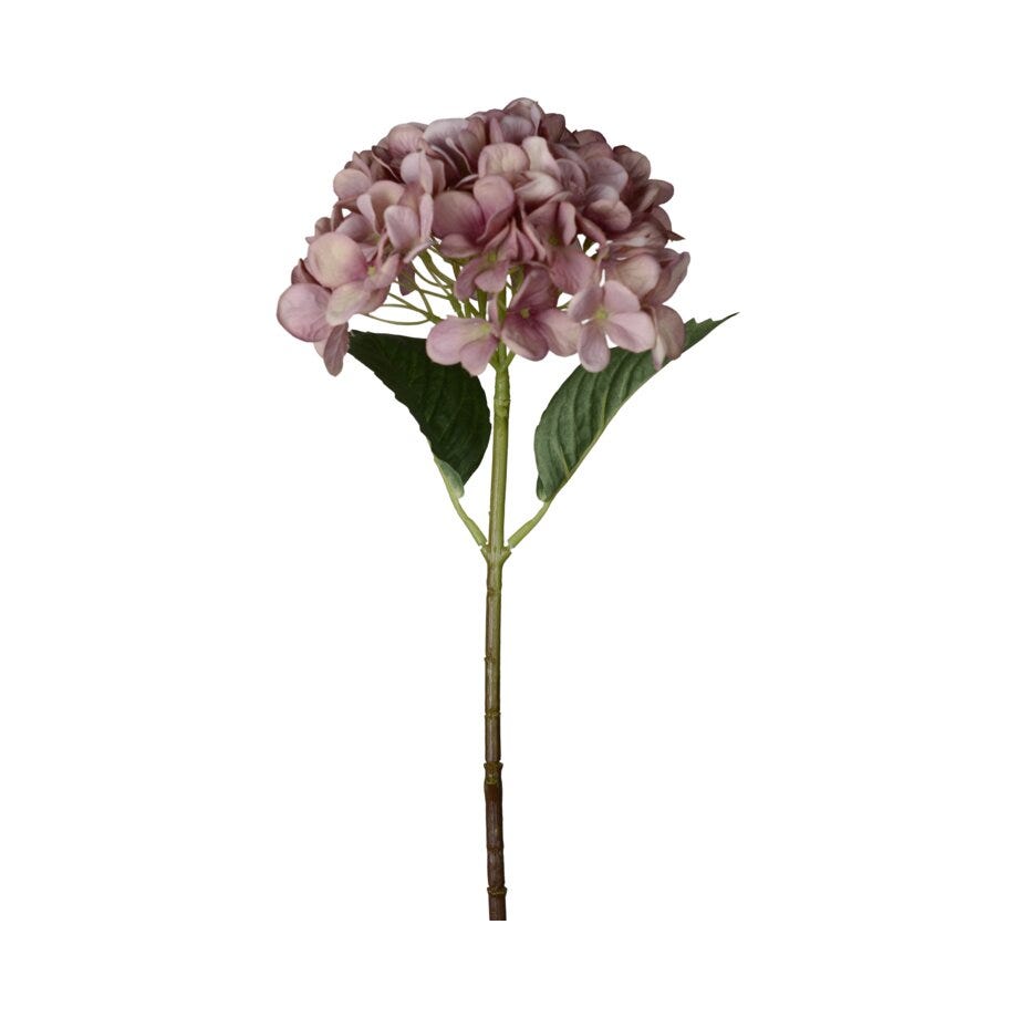 Mr Plant Hortensia