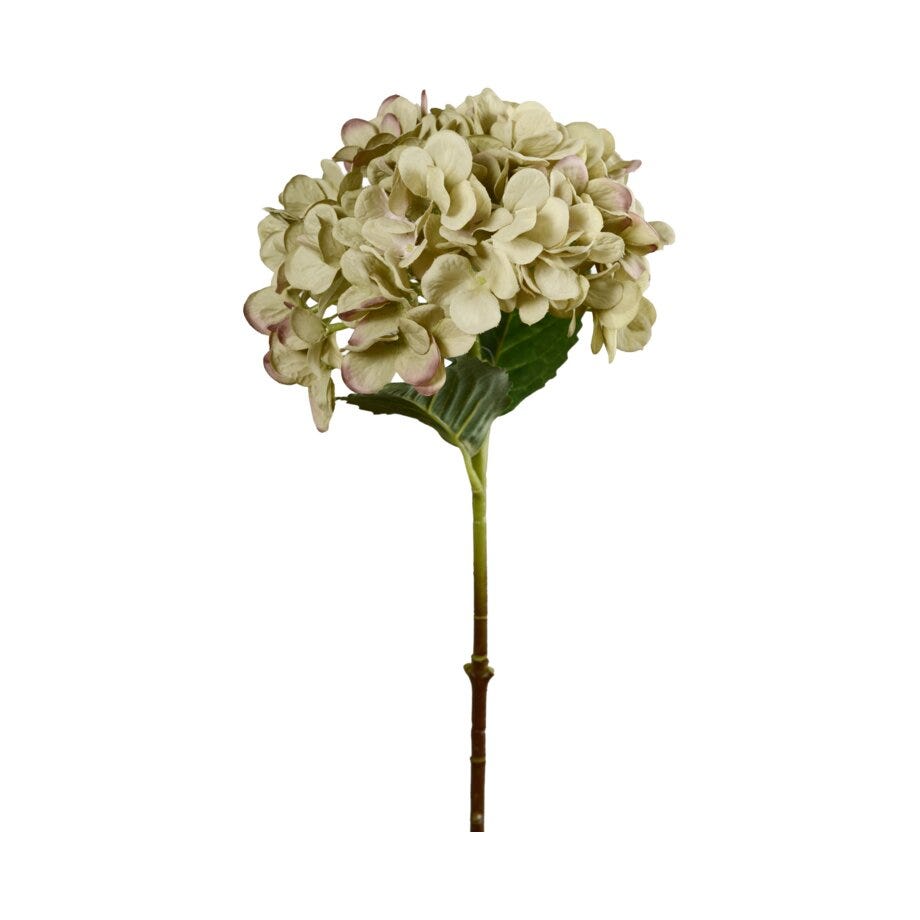 Mr Plant Hortensia