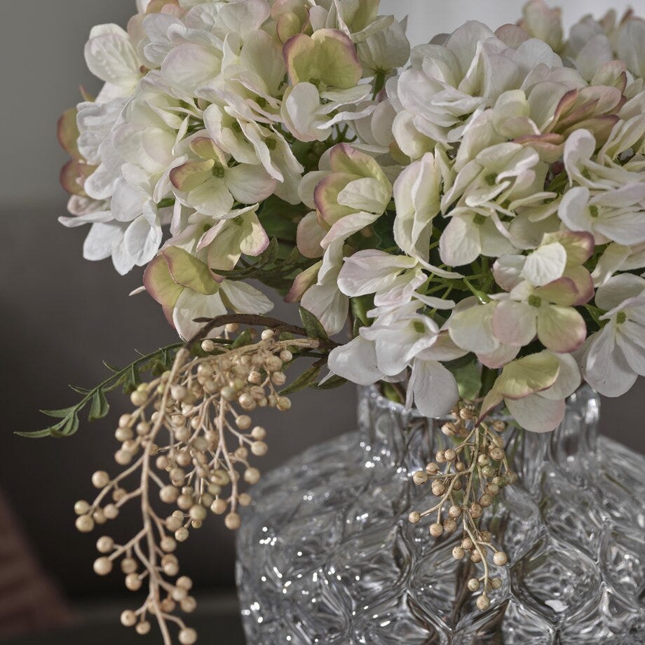 Mr Plant Hortensia