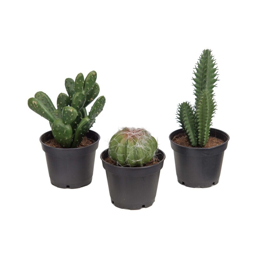 KAKTUS Kunstig plante H12 cm i Grønn