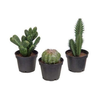 Kaktus kunstig plante H8