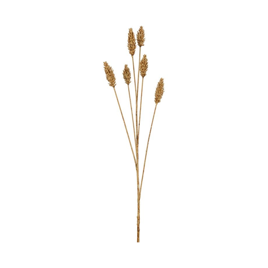 Mr Plant Kvist