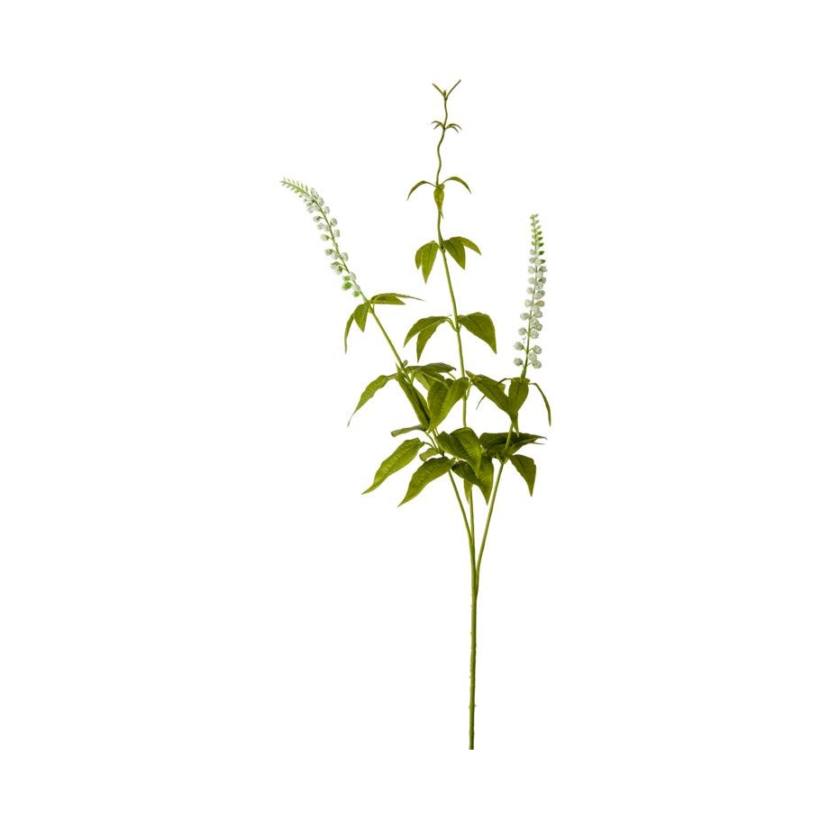Mr Plant Lavendel