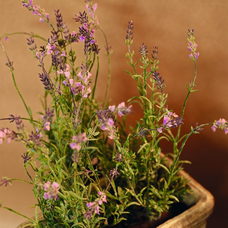 Mr Plant Lavendel