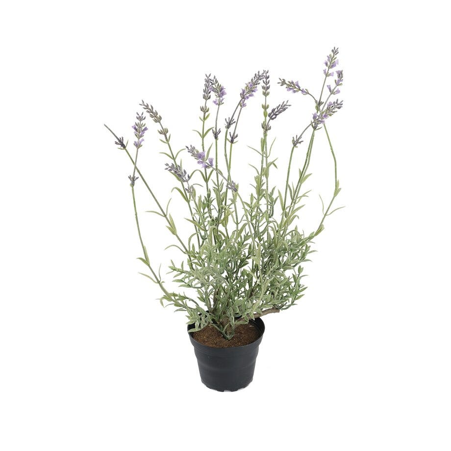 Mr Plant Lavendel