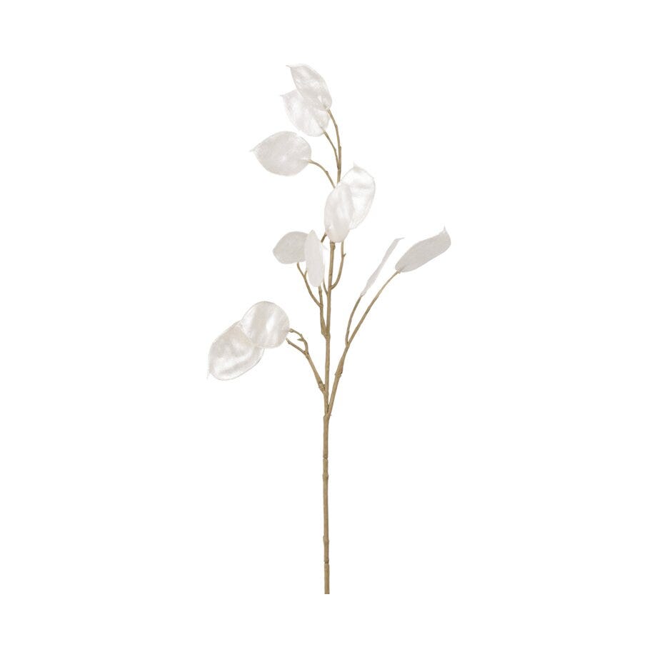 Mr Plant Lunaria
