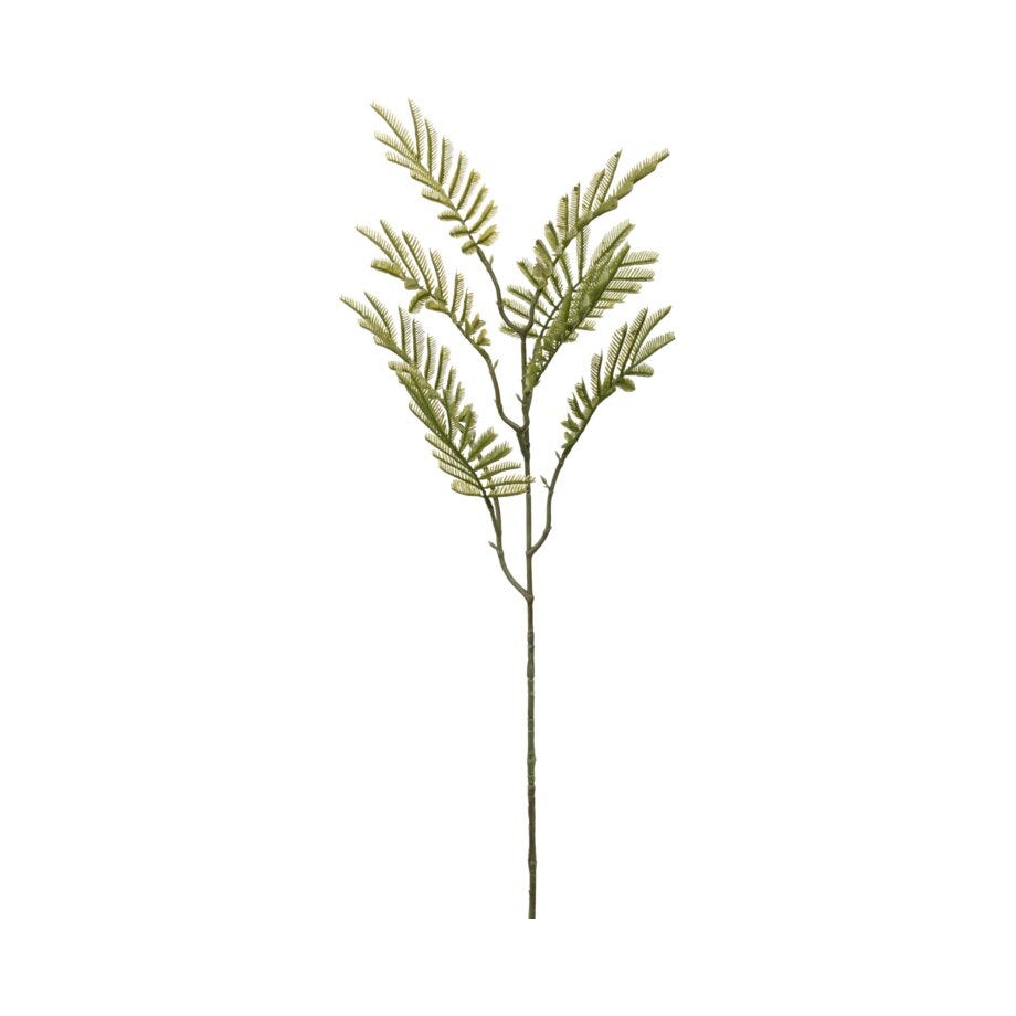Mr Plant Mimosakvist
