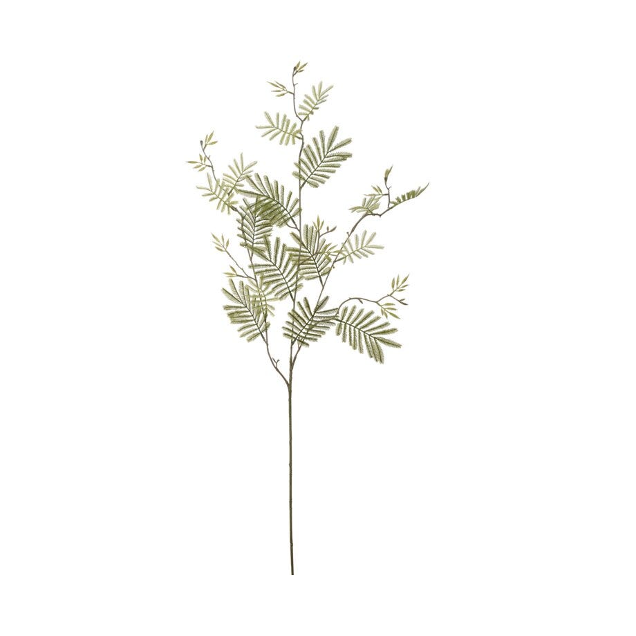 Mr Plant Mimosakvist