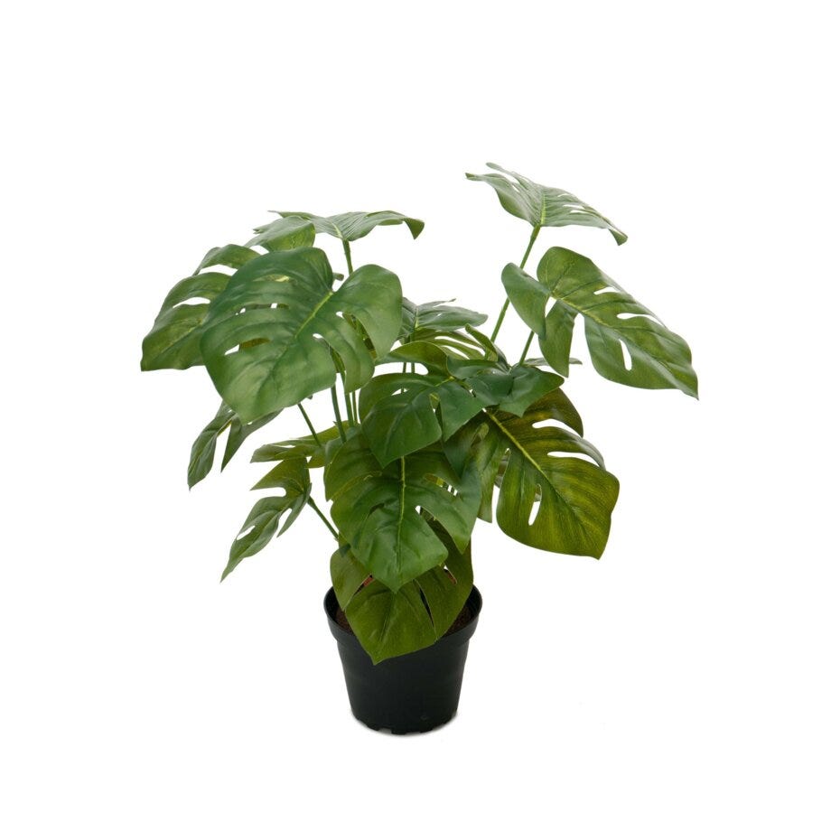 Mr Plant Monstera