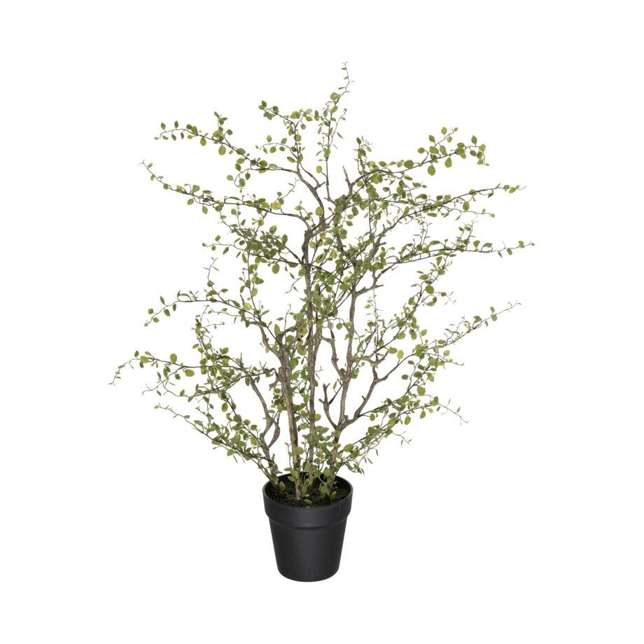 Mr Plant Muehlenbeckia