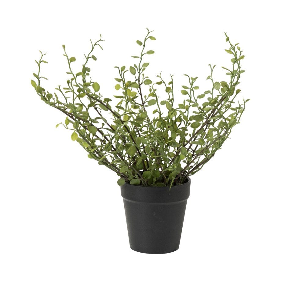 Mr Plant Muehlenbeckia