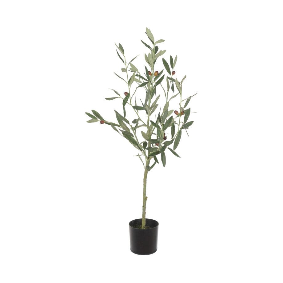 Mr Plant Oliven