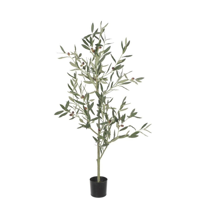 Mr Plant Oliven