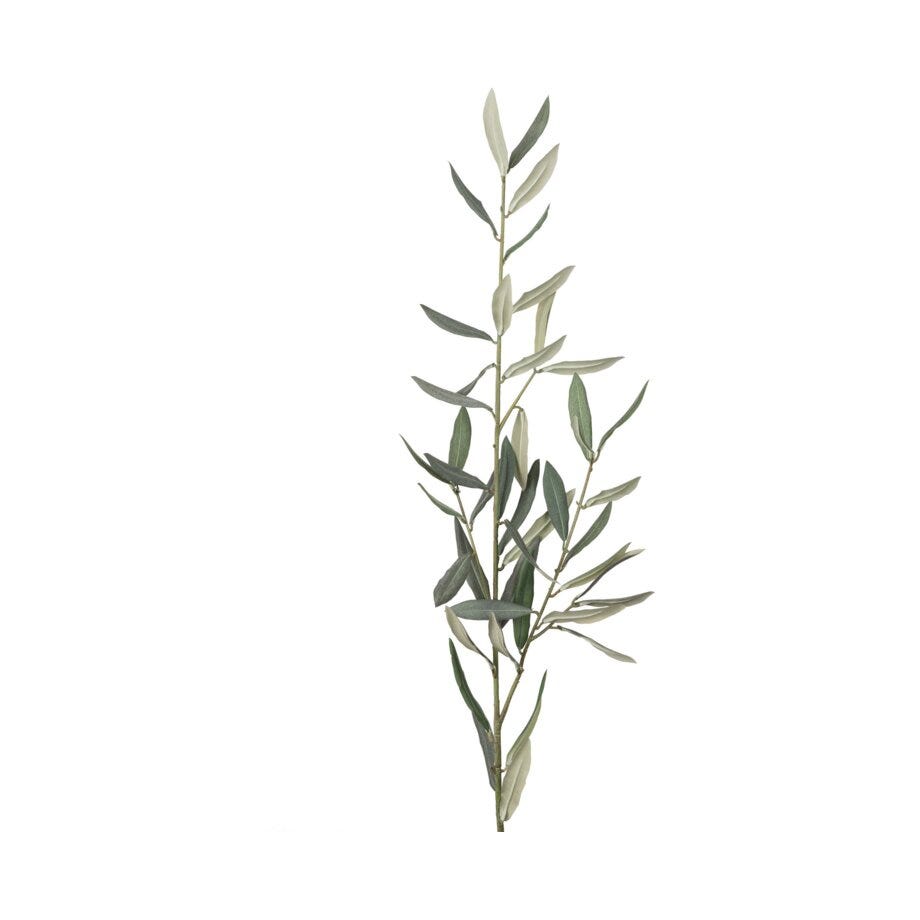Mr Plant Olivengren