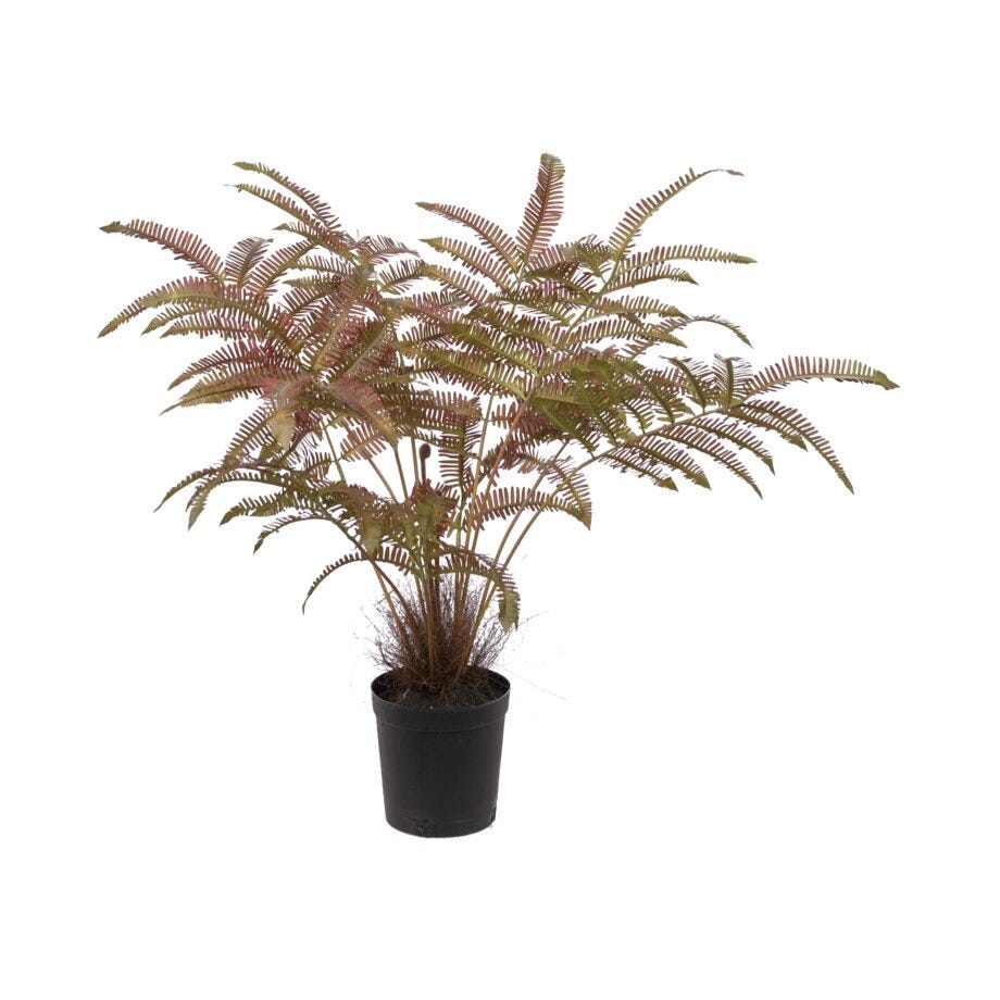 Mr Plant Ormbunke