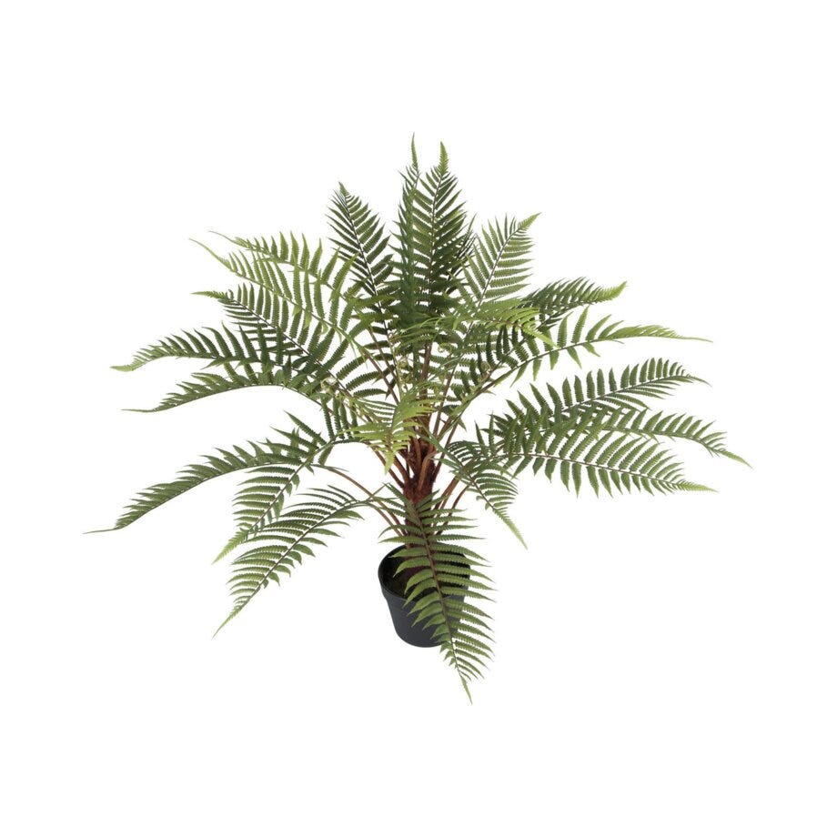 Mr Plant Ormbunke