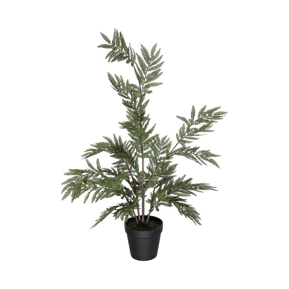 Mr Plant Ormbunke