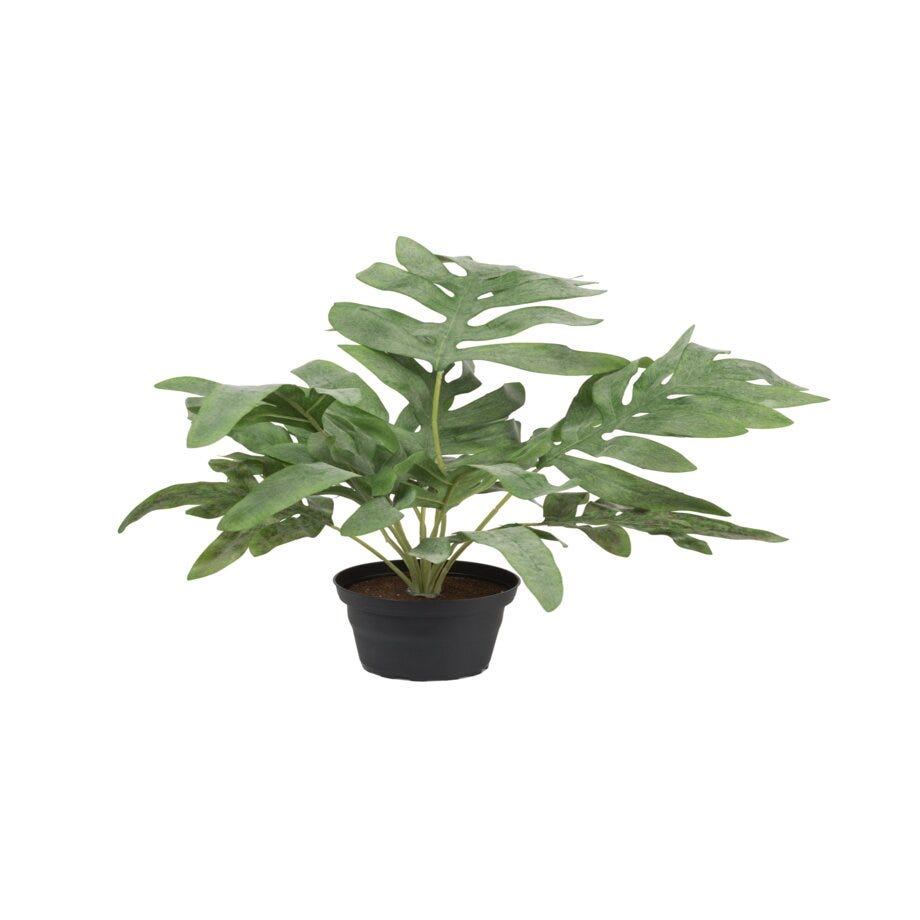 Mr Plant Ormbunke