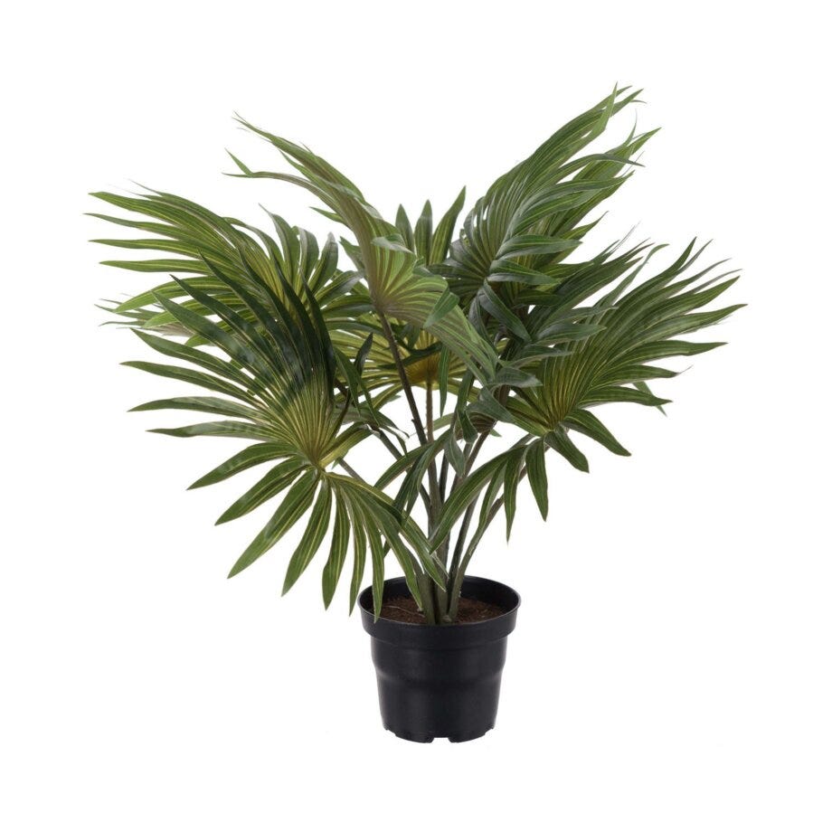 Mr Plant Palme