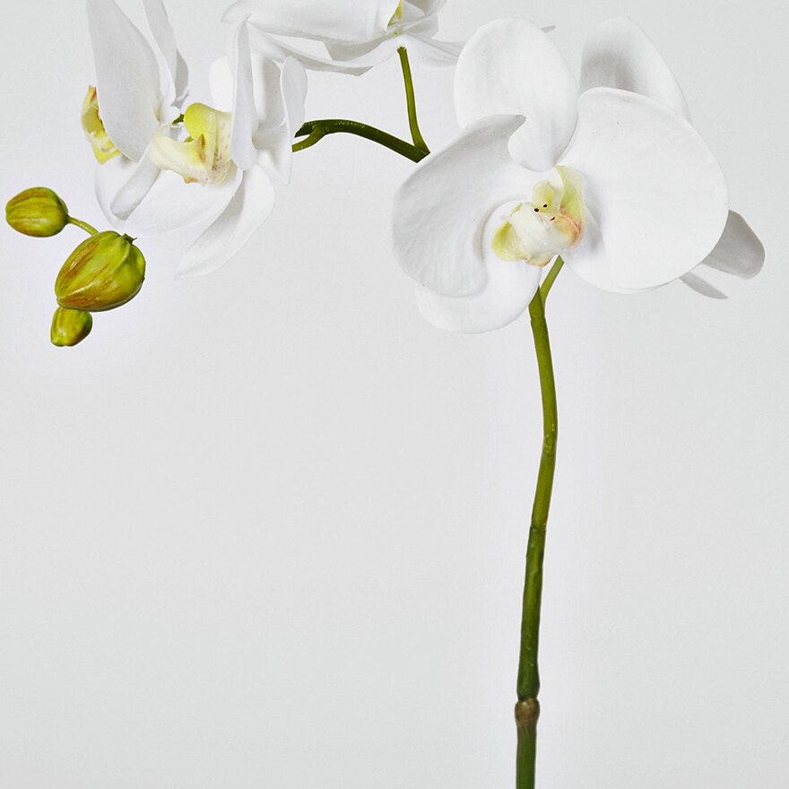 PHALAPENOPSIS Kunstig blomst H65 cm i Hvit