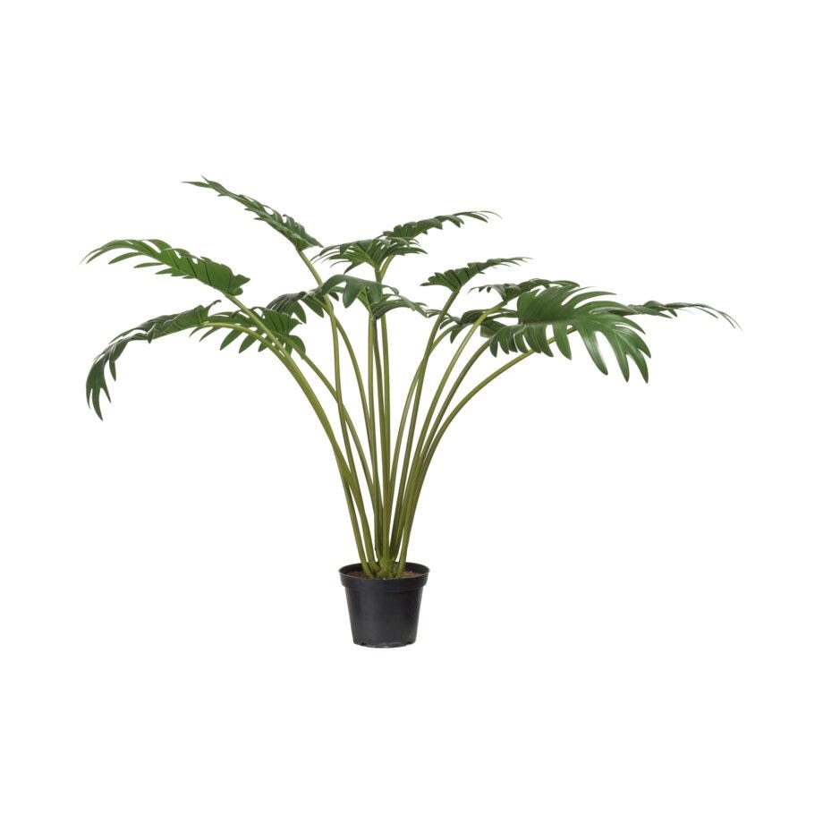 Mr Plant Philodendron