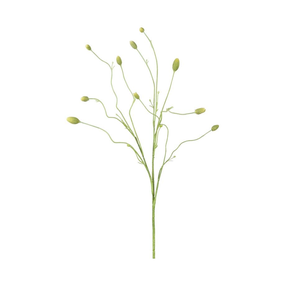Mr Plant Pimpernell