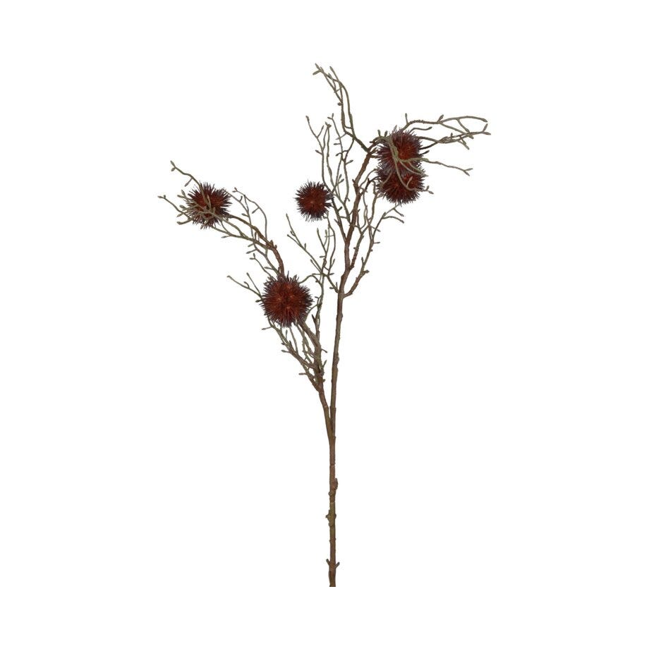 Mr Plant Platan