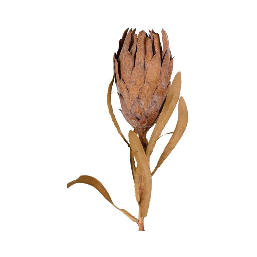 PROTEA Kunstig blomst H60 cm i Brun
