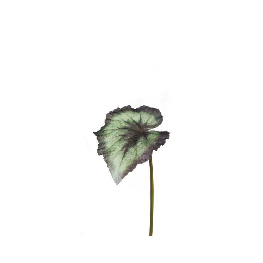 REXBEGONIA Kunstig plante H20 cm i Grønn