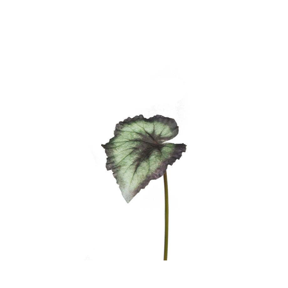 Mr Plant Rexbegonia