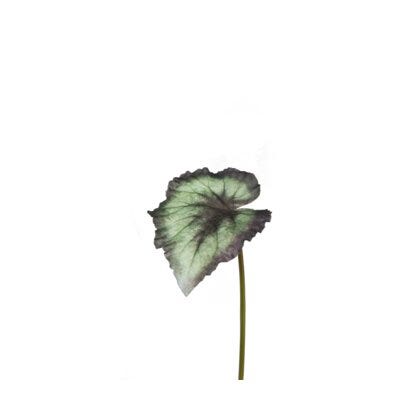 Rexbegonia kunstig blomst H20