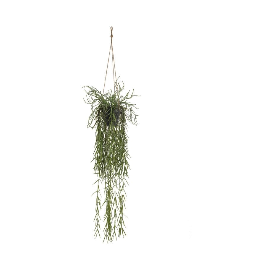 Mr Plant Rhipsalis