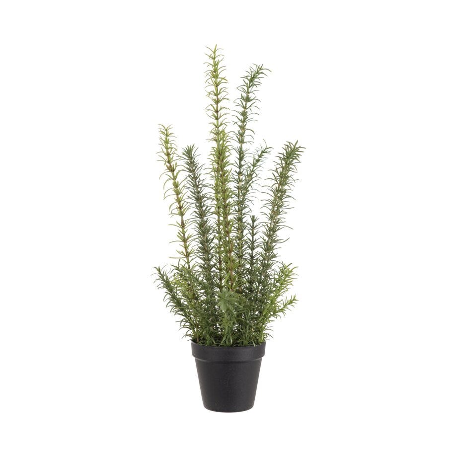 Mr Plant Rosmarin