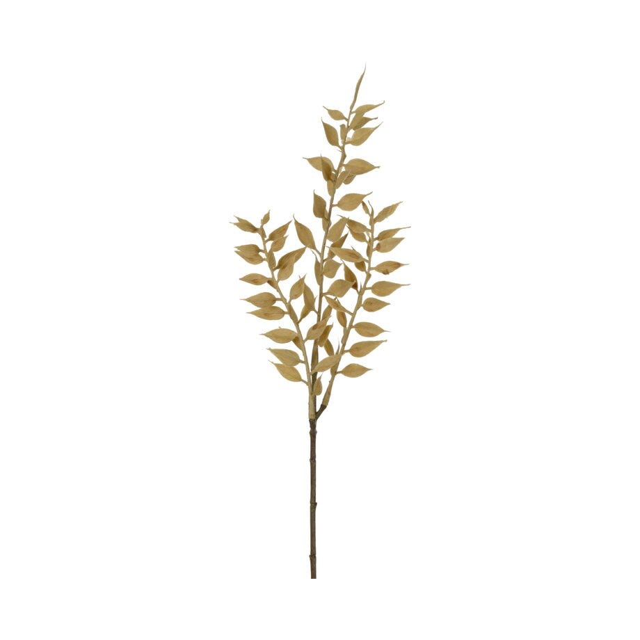 Mr Plant Ruscus