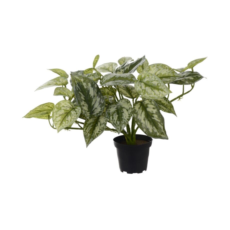 Mr Plant Sølvranke
