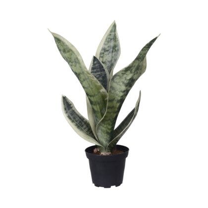 Sansiveria kunstig plante H35