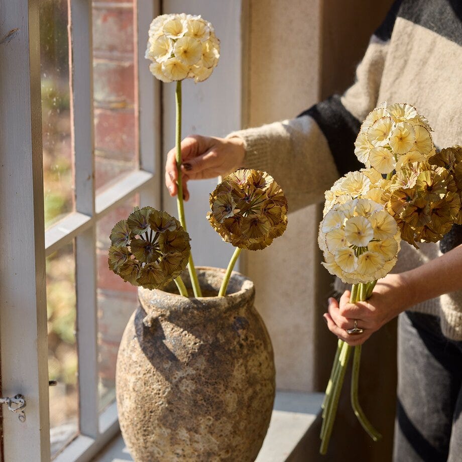Mr Plant Scabiosa