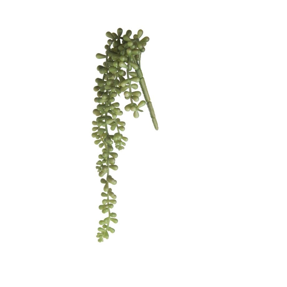 Mr Plant Senecio