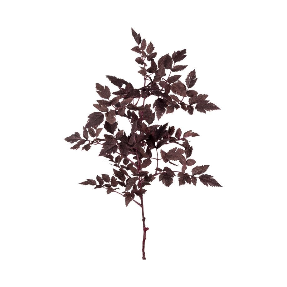 Mr Plant Silverek
