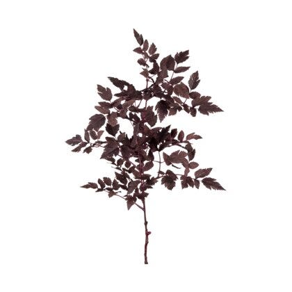 Silverek kvist H75