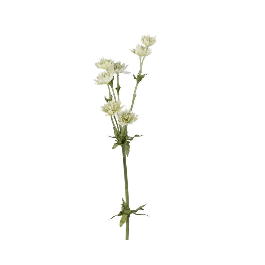 Mr Plant Stjerneskjerm