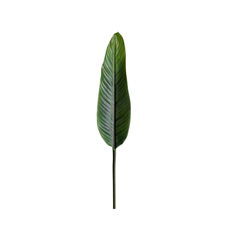 Mr Plant Strelitzia