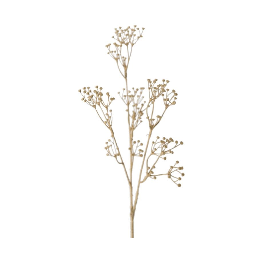 Mr Plant Talinum