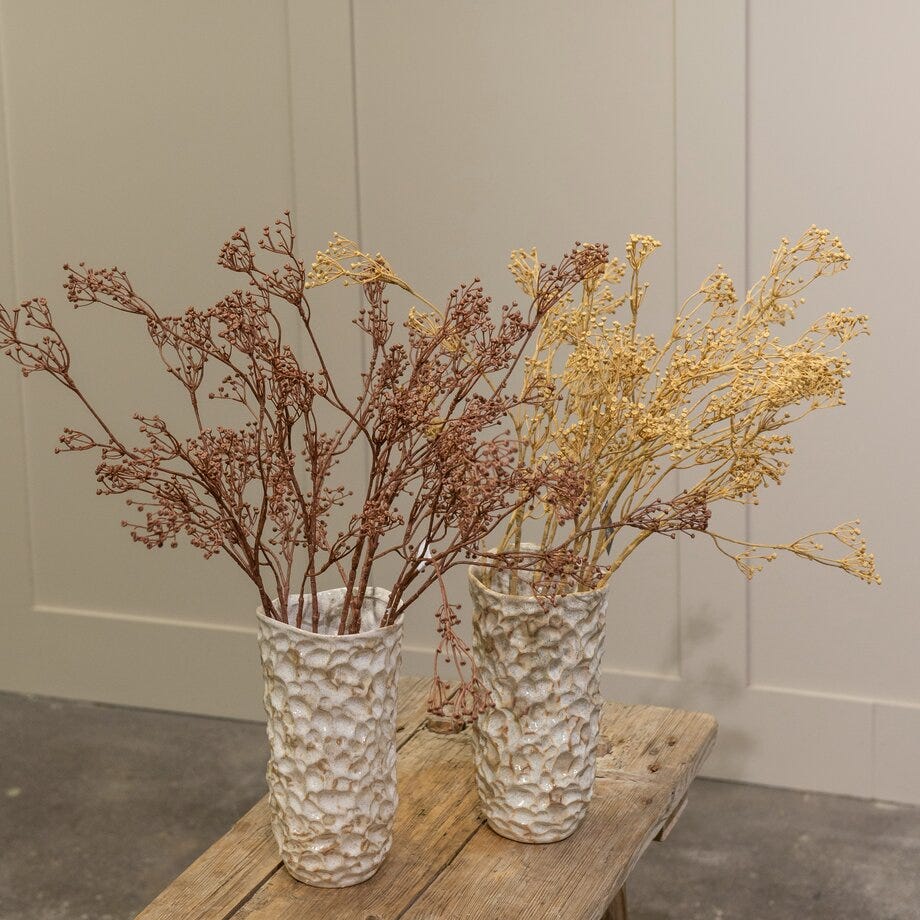 Mr Plant Talinum