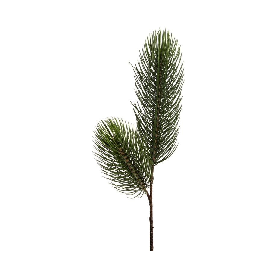 Mr Plant Tall