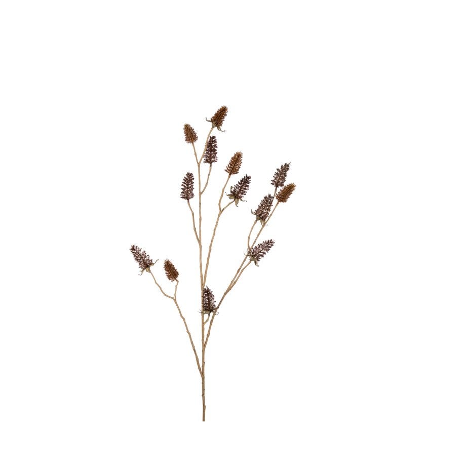 Mr Plant Tistel