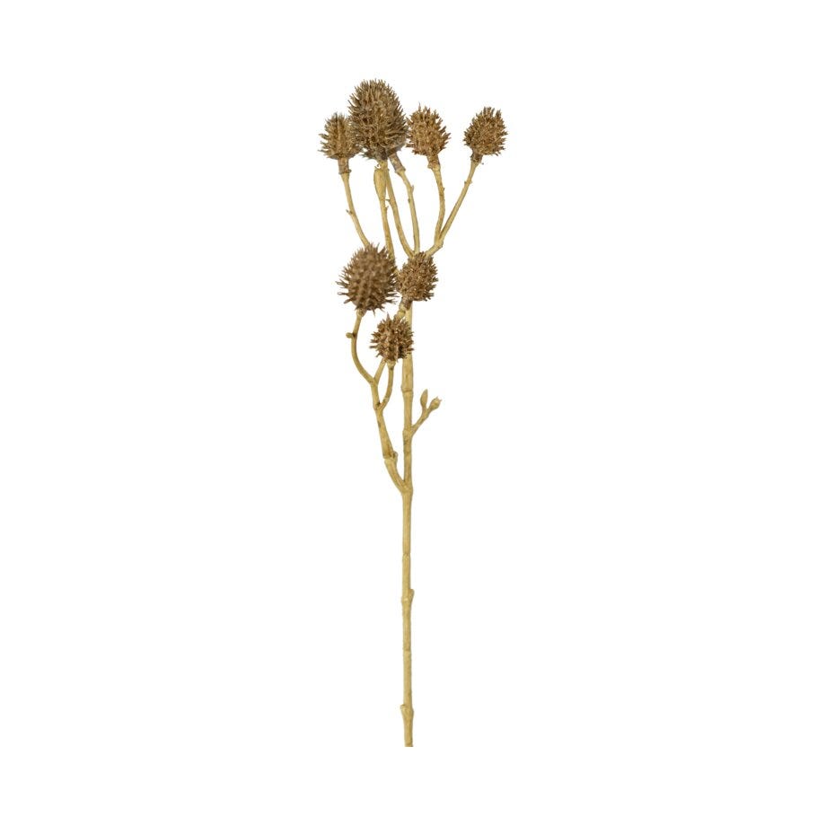 Mr Plant Tistel