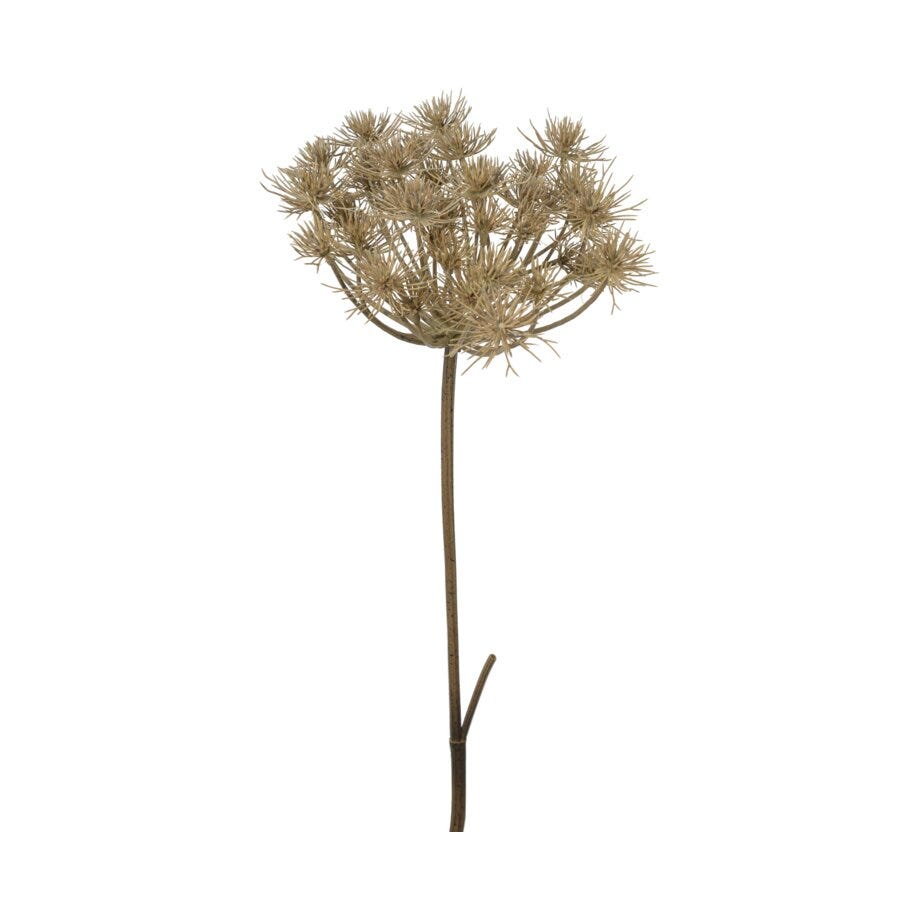 Mr Plant Trachelium