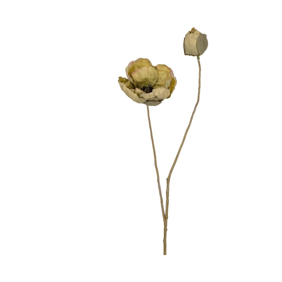 Mr Plant Valmue